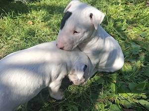 Bull terrier cu carnet de sanatate  - imagine 3