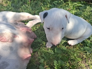 Bull terrier cu carnet de sanatate  - imagine 5