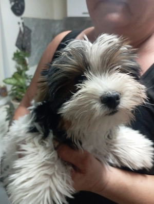 Yorkshire terrier 