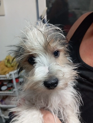 Yorkshire terrier  - imagine 3