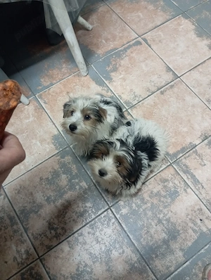 Yorkshire terrier  - imagine 4