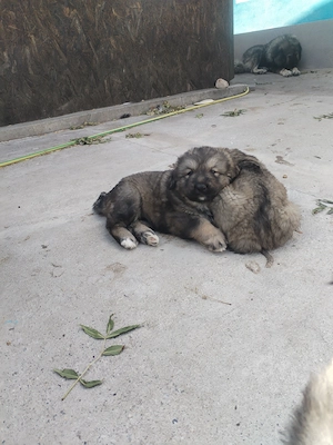 Căței ciobănesc caucazian de vanzare