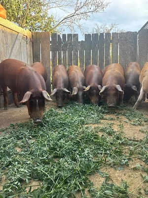 Vand porci