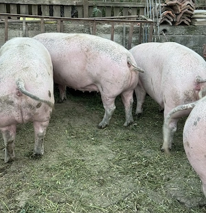 Porci de vânzare - imagine 2