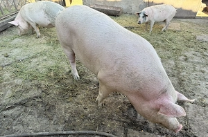 Porci de vânzare - imagine 3