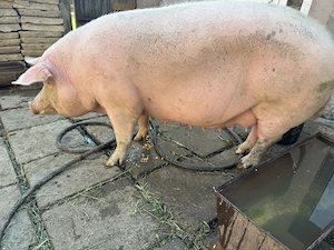Porci de vânzare
