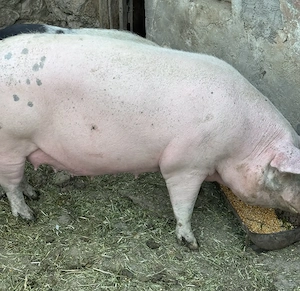 Porci de vânzare - imagine 4