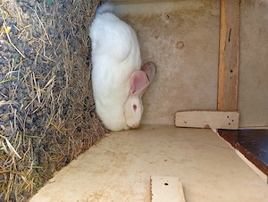 Vînd 14 iepuri 8 mici și 6 mari