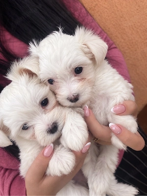 Vand Bichon maltez mini toy