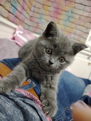  băiat și fata brithis 