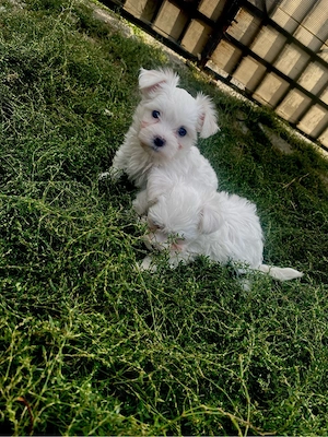 Vand Bichon maltez mini toy - imagine 2