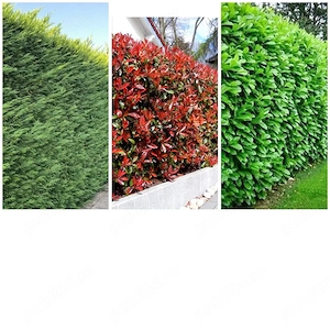 vand plante ornamentale diferite specii si dimensiuni 