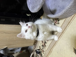 British shorthair white - imagine 3