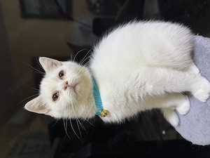 British shorthair white - imagine 2