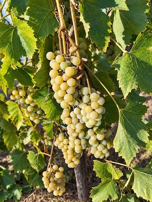 Struguri pentru vin - de vânzare (de cules) 