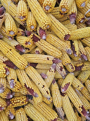 Porumb de vanzare 