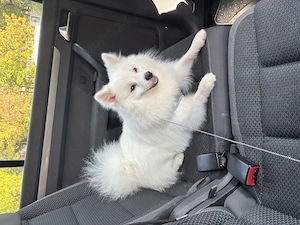 Spitz Pomeranian mascul, 9 luni, microcipat și vaccinat sterilizat - imagine 5