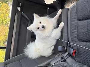 Spitz Pomeranian mascul, 9 luni, microcipat și vaccinat sterilizat - imagine 3