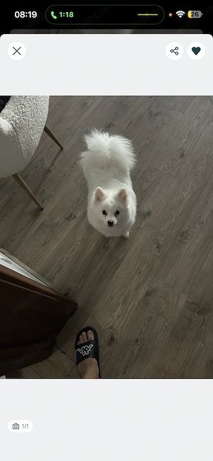 Spitz Pomeranian mascul, 9 luni, microcipat și vaccinat sterilizat - imagine 4
