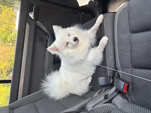 Spitz Pomeranian mascul, 9 luni, microcipat și vaccinat sterilizat - imagine 2