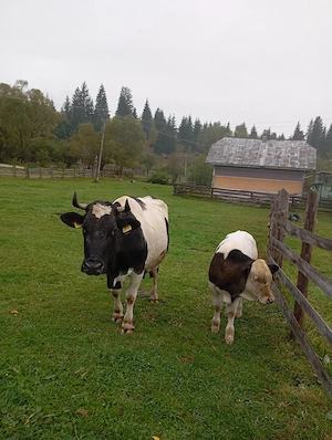 De vanzare, vaca si vitel de 3 luni - imagine 4