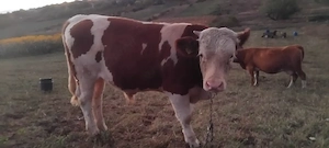 Vand vitel in localitatea Badon județul Sălaj. Tel   - imagine 4