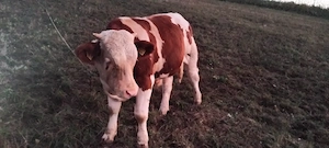 Vand vitel in localitatea Badon județul Sălaj. Tel  