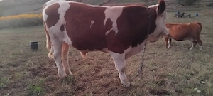 Vand vitel in localitatea Badon județul Sălaj. Tel   - imagine 3