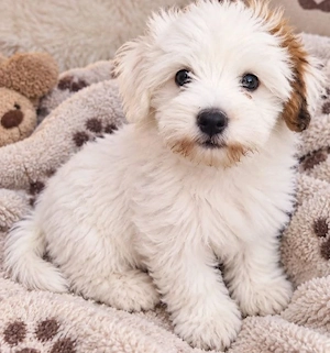Bichon havanez 700 lei