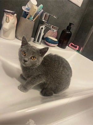 british shorthair