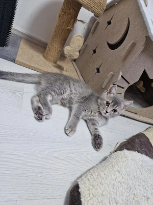 ZGUBI british shorthair  - imagine 3