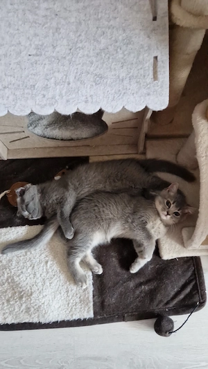 ZGUBI british shorthair  - imagine 2