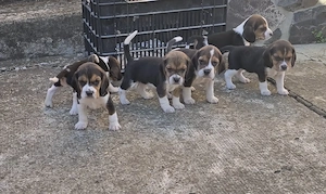 Catei beagle 6 saptamani