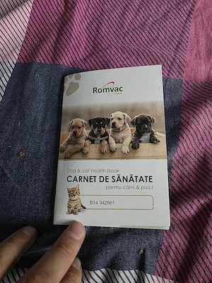 Vănd cătelusi rasa Buldog Francez Băiat si Fată 2 luni   - imagine 5