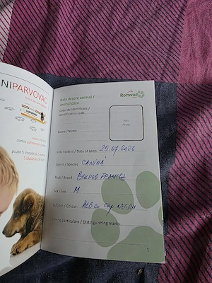 Vănd cătelusi rasa Buldog Francez Băiat si Fată 2 luni   - imagine 4