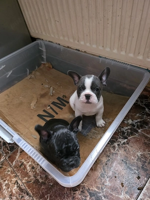Vănd cătelusi rasa Buldog Francez Băiat si Fată 2 luni   - imagine 3