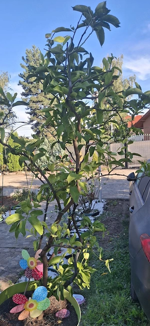 vănd lămâi