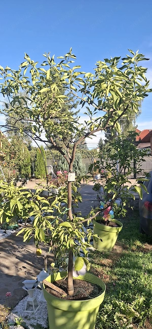 vănd lămâi