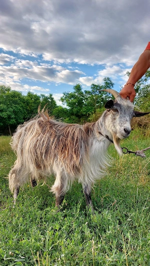 vând capră