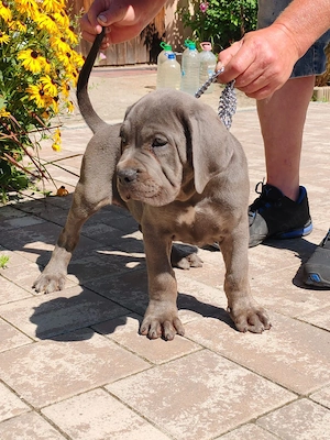 cane corso ras  pură părinți cu pedigre disponibil mai multe culoare - imagine 5