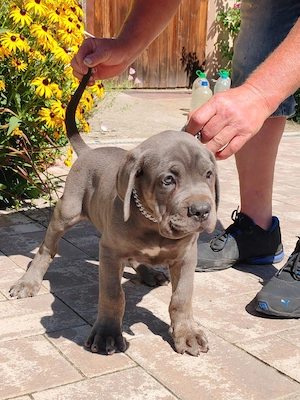 cane corso ras  pură părinți cu pedigre disponibil mai multe culoare - imagine 3