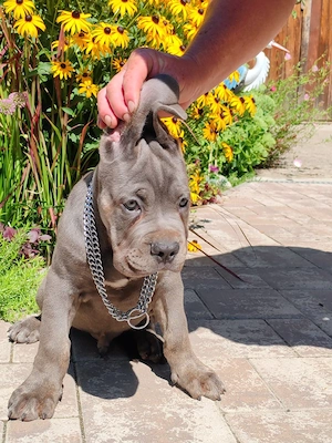 cane corso ras  pură părinți cu pedigre disponibil mai multe culoare