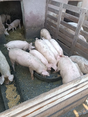 Porci toate categoriile  - imagine 3