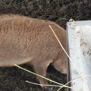 grasuni mangalita- duroc - imagine 2