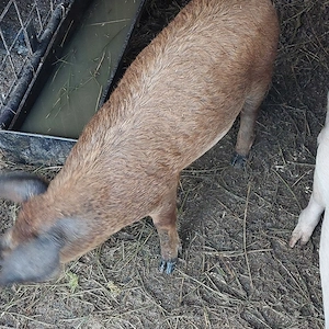 grasuni mangalita- duroc - imagine 3