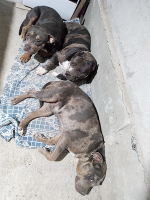 american bully xl femela  - imagine 2