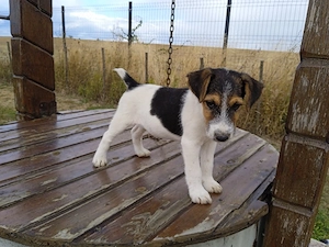 Căței fox terrier 