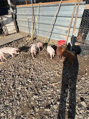 vand porci 
