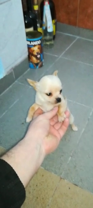 pui Chihuahua ajut cu transport in țară  - imagine 4
