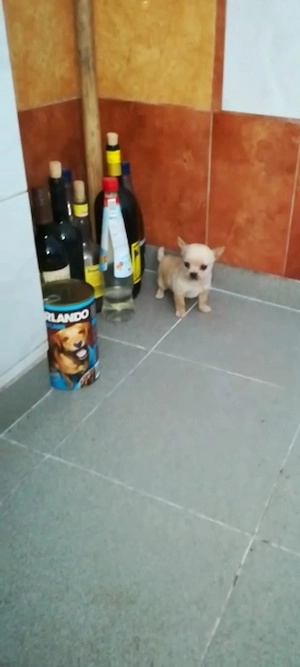 Chihuahua talie mică ajut cu transport în țară contra cost